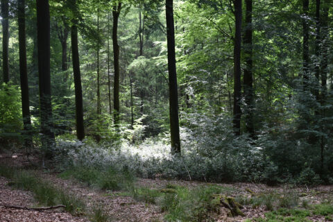 Zonnig boslandschap met groene bomen en struiken, licht valt door het bladerdak.