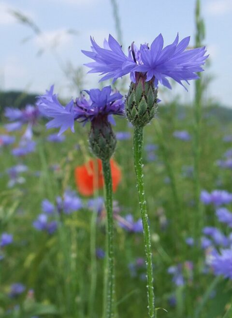 Blauwe korenbloemen in een groene weide, met een onscherpe oranje stip op de achtergrond.