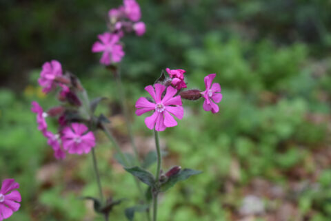 Paarse bloemen met donkergroene stelen en bladeren tegen een wazige groene achtergrond.