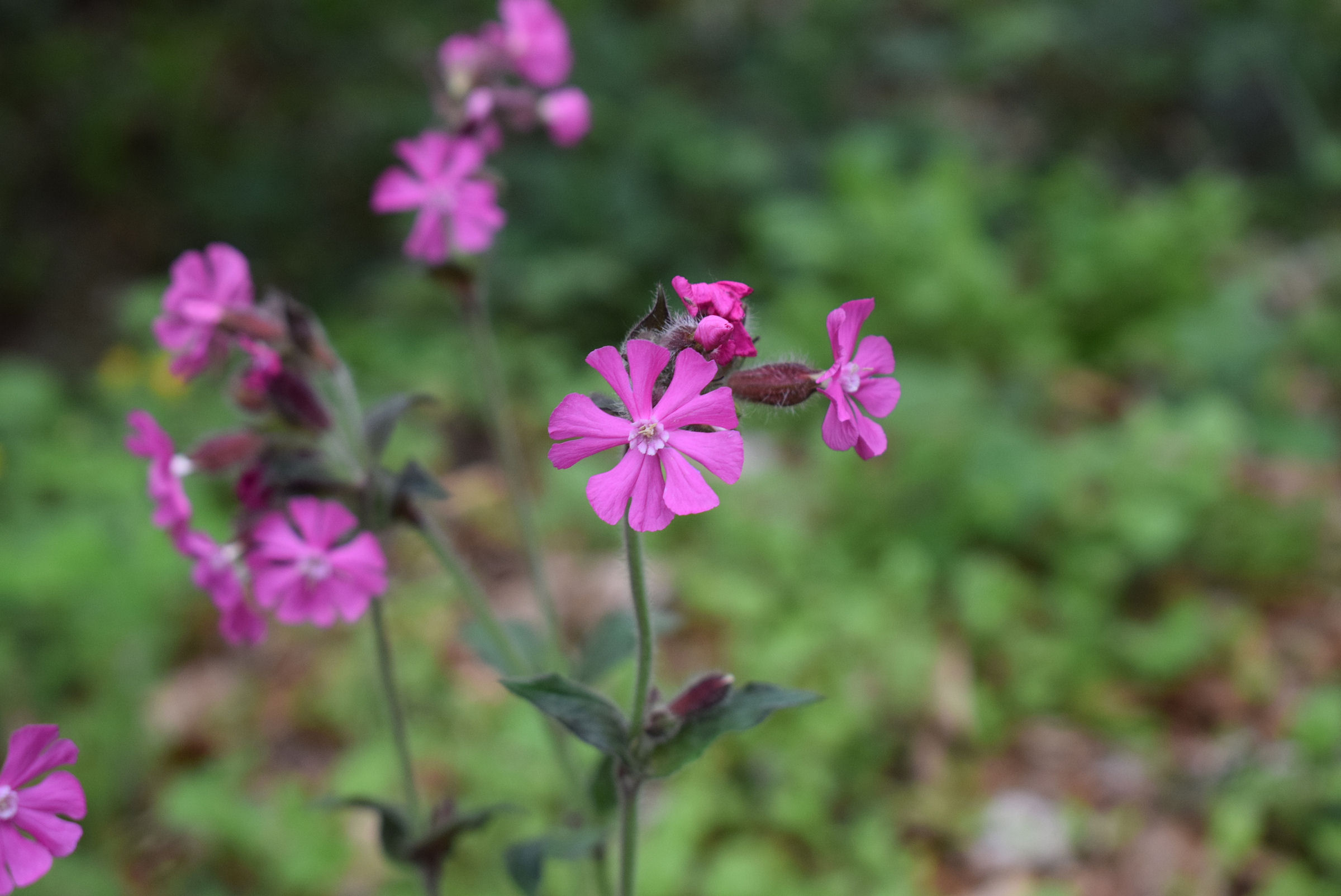 Paarse bloemen met donkergroene stelen en bladeren tegen een wazige groene achtergrond.
