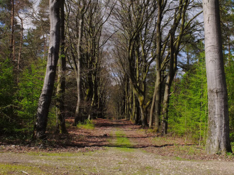 Bosweg omringd door hoge bomen met kale takken, onder blauw-zonnige hemel.