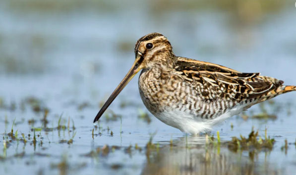 Moerasvogel met lange snavel staat in ondiep water, omringd door gras en zachte waterreflecties.