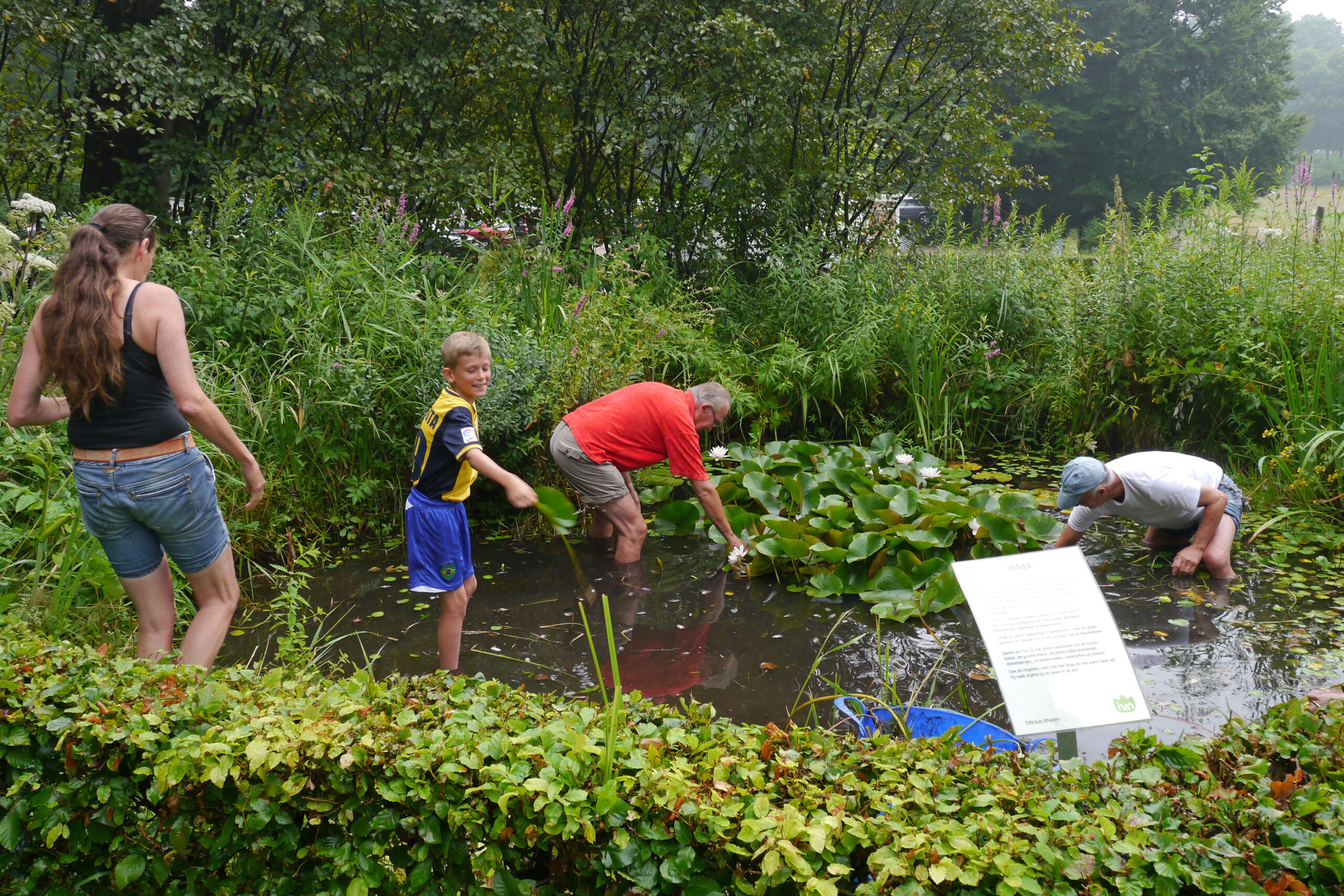 Mensen werken samen in een vijver met waterlelies, omgeven door groen en een informatiebord.