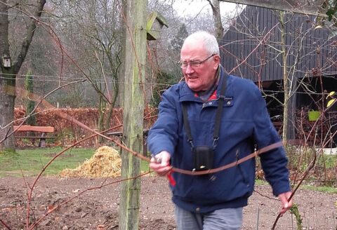 Oudere man snoeit takken in een winterse tuin met een schuur op de achtergrond.