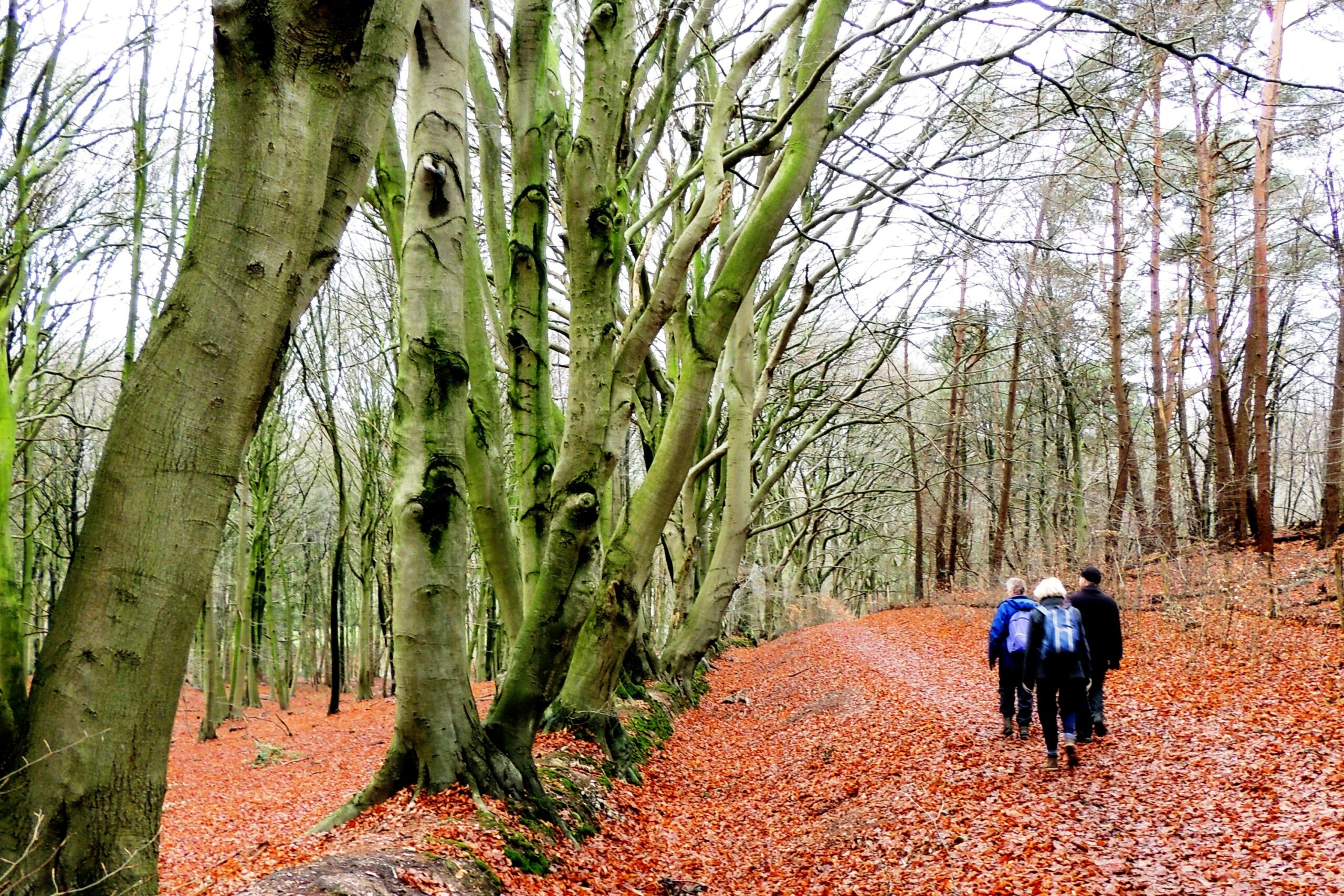 Drie mensen wandelen op een met bladeren bedekt bospad tussen kale bomen.