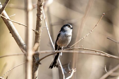 Staartmees zit op tak in een bosrijke omgeving met zachte, onscherpe achtergrond.