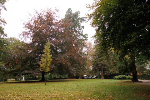 Groen grasveld met herfstbomen en geparkeerde auto's op de achtergrond.