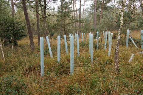 Boomgaard met jonge bomen in beschermende plastic kokers in een bosrijke omgeving.