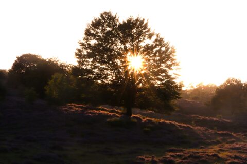 Boom in bloeiende heide met zonsondergang op de achtergrond, zonnestralen glinsteren door de bladeren.