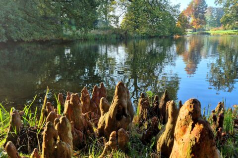 Boomwortels steken uit naast een rustige vijver, omgeven door groene en herfstkleurige bomen.