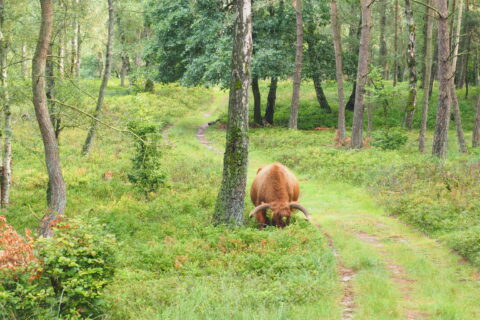 hooglander in bos, Corlene van der Camp