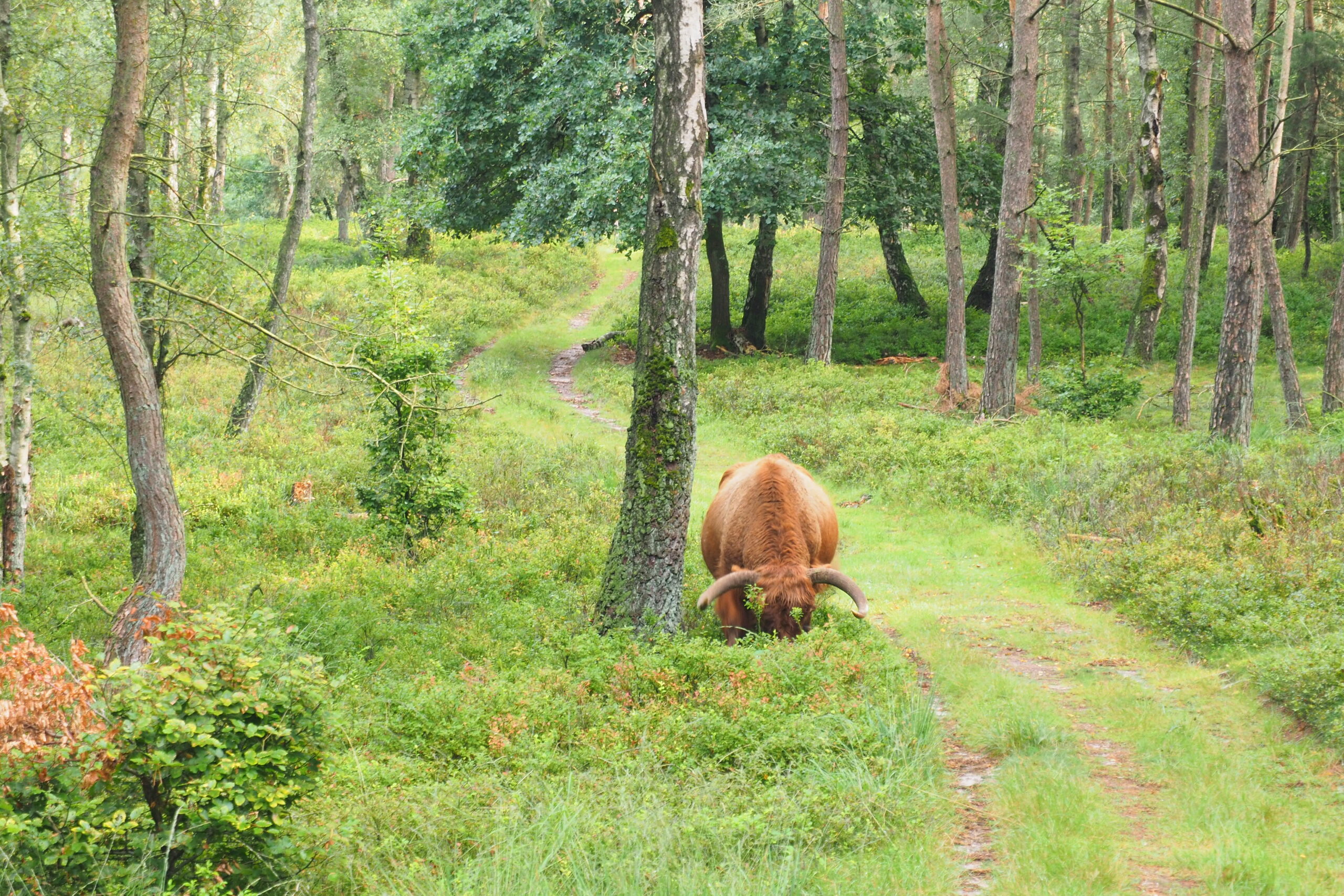 hooglander in bos, Corlene van der Camp