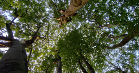 Uitzicht omhoog naar dichte boomkruinen in een bos, met zonlicht dat door de bladeren schijnt.