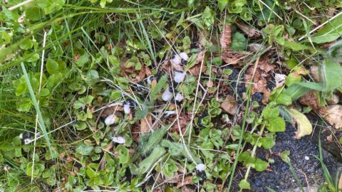 Gras en bladeren met verspreide witte en zwarte insecteneitjes op de grond.