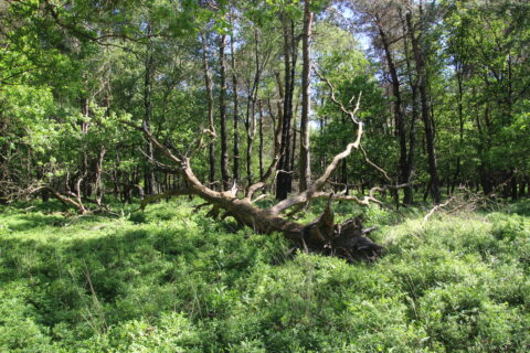 Omgevallen boom te midden van een groen boslandschap met dichte begroeiing en zonlicht.