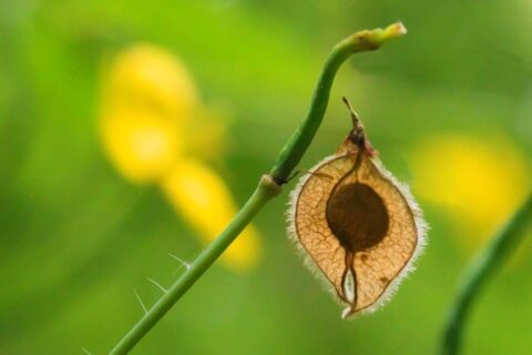Close-up van een doorschijnende, hartvormige zaaddoos met groene stengel tegen een wazige groene achtergrond.