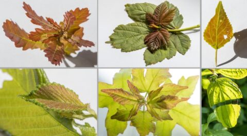 Collage van zes bladeren, variërend in kleur van rood tot groen en geel.