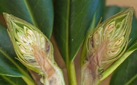 Opengesneden plantknop met zichtbare zaden en groene bladeren op de achtergrond.