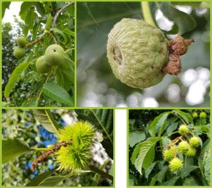 Groene vruchten en noten aan bomen, met bladeren en takken op de achtergrond.