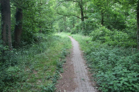 Smal, kronkelend pad door dichtbegroeid bos met hoge, groene bomen en struiken.