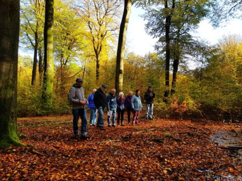 Groep mensen wandelt door herfstbos met kleurrijke bladeren op de grond.