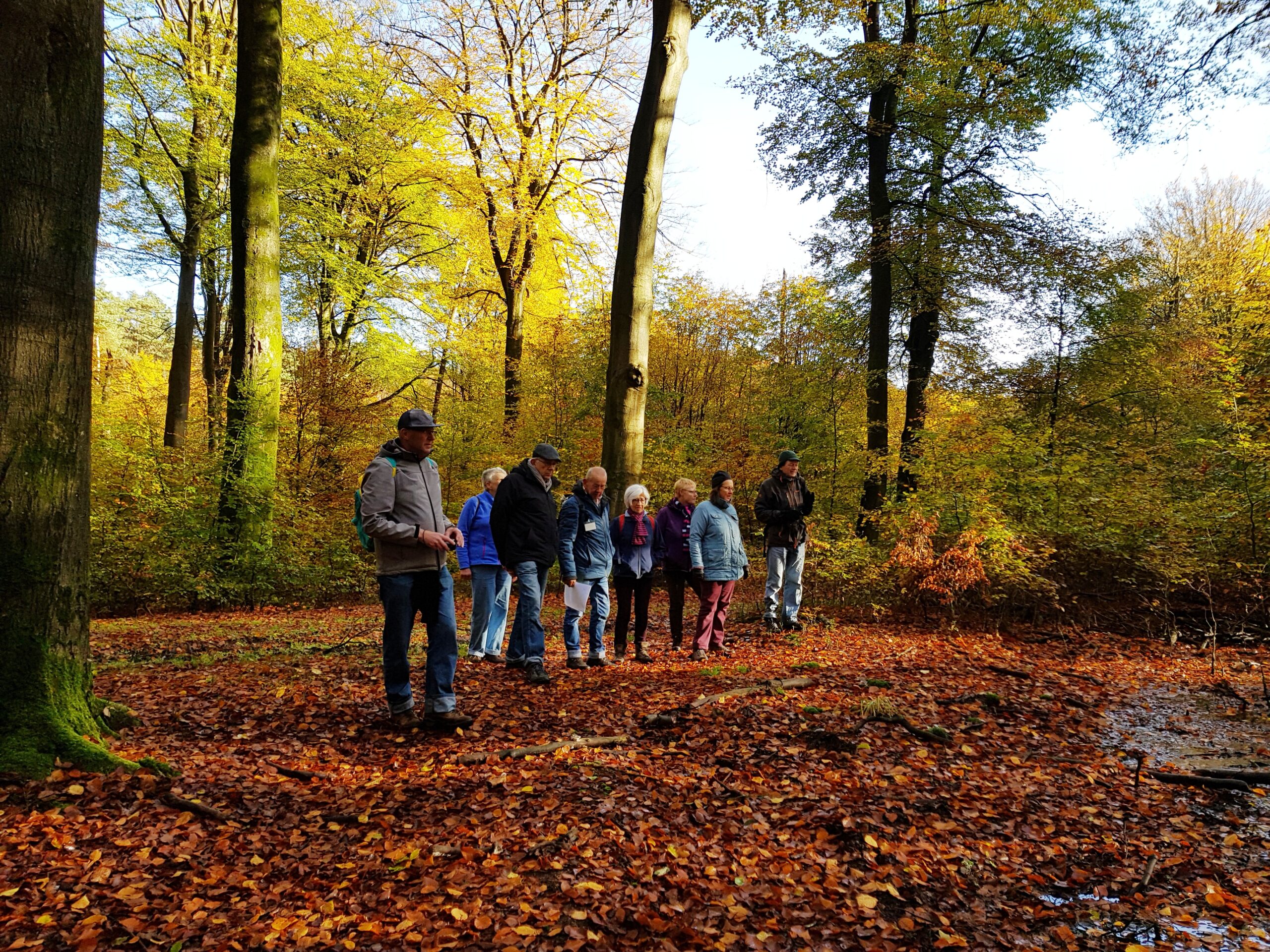 Groep mensen wandelt door herfstbos met kleurrijke bladeren op de grond.