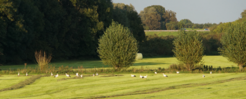 Groen weiland met bomen, ooievaars op het gras en een weg op de achtergrond.