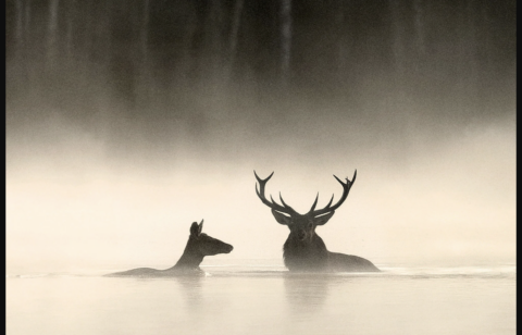 Twee herten staan in mistig water, silhouetten tegen een grijze achtergrond.
