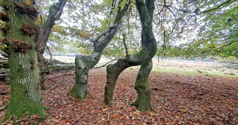 Boom met gebogen stammen op een bed van herfstbladeren in een bosrijke omgeving.