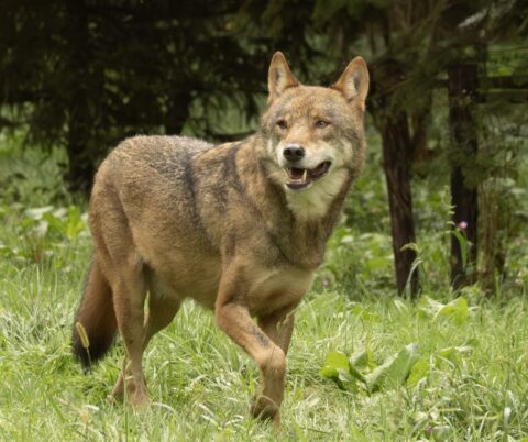 Wolf loopt door groen gras met bomen op de achtergrond, kijkt alert om zich heen.