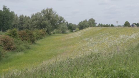 Groen landschap met gras, wilde bloemen en bomen onder een bewolkte hemel.