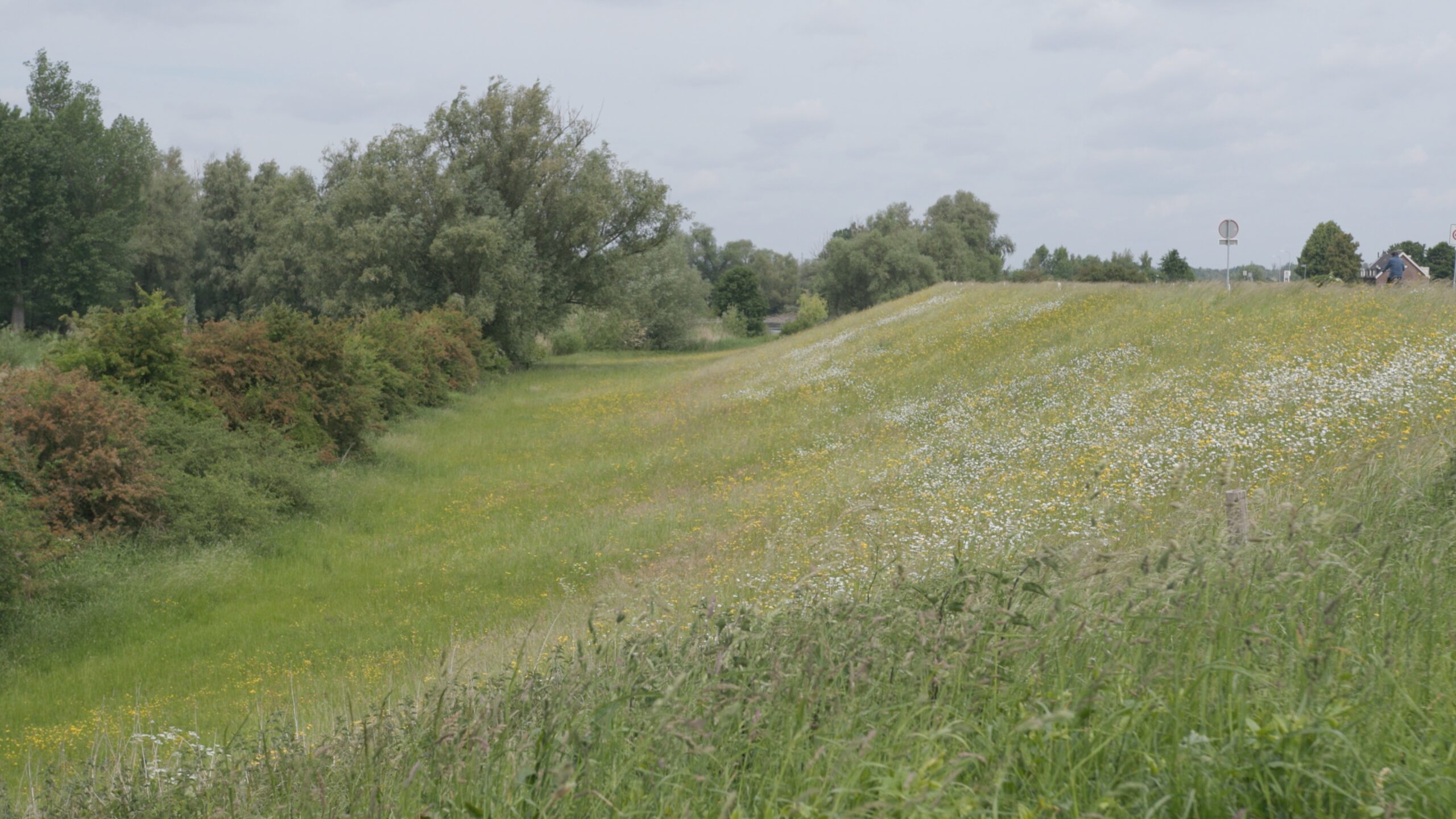 Groen landschap met gras, wilde bloemen en bomen onder een bewolkte hemel.