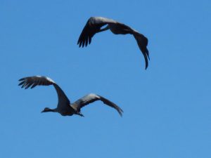 Lezing vogeltrek