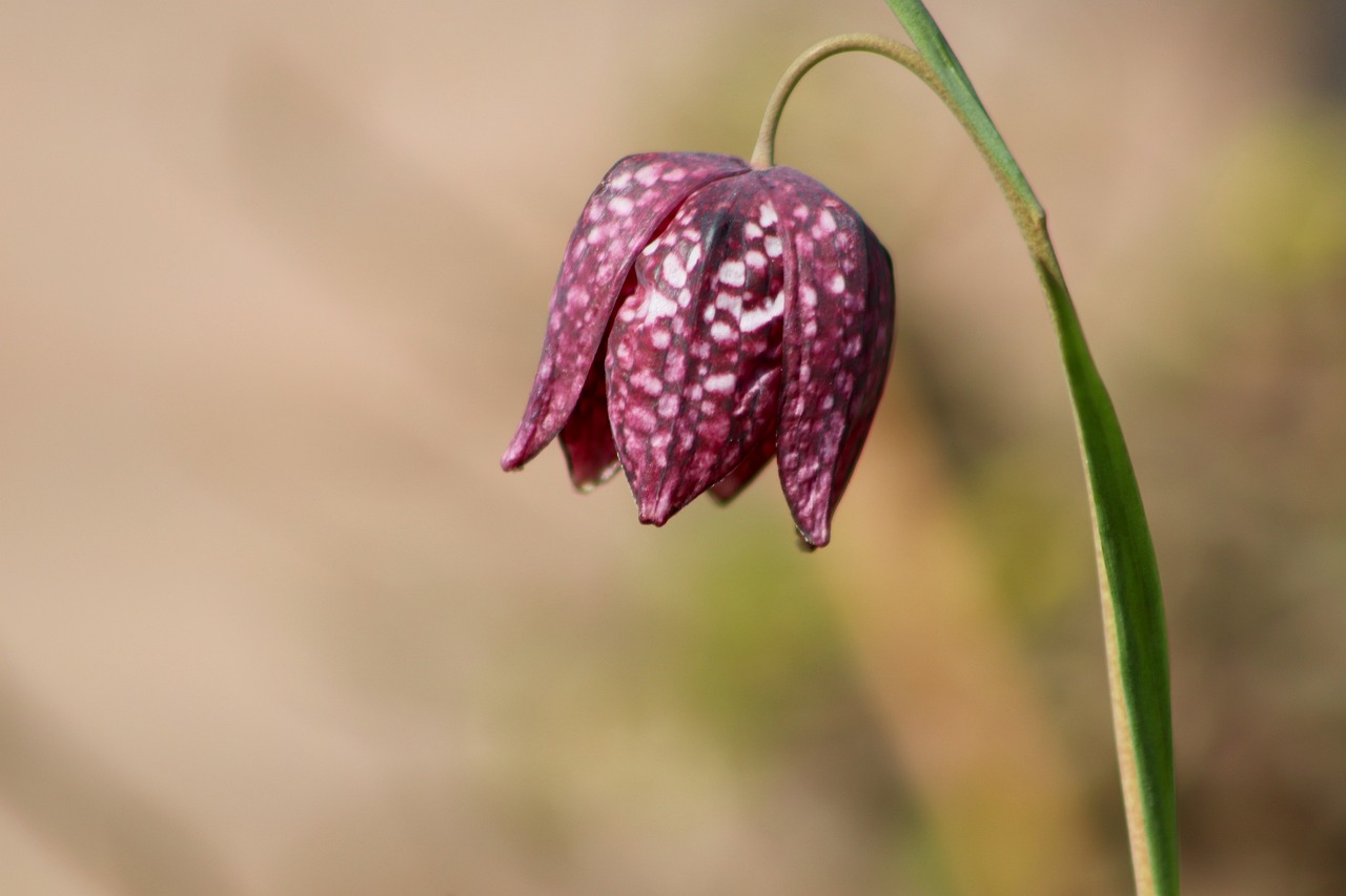 Bloeiende kievitsbloem met paarse en witte patronen tegen een vage, natuurlijke achtergrond.