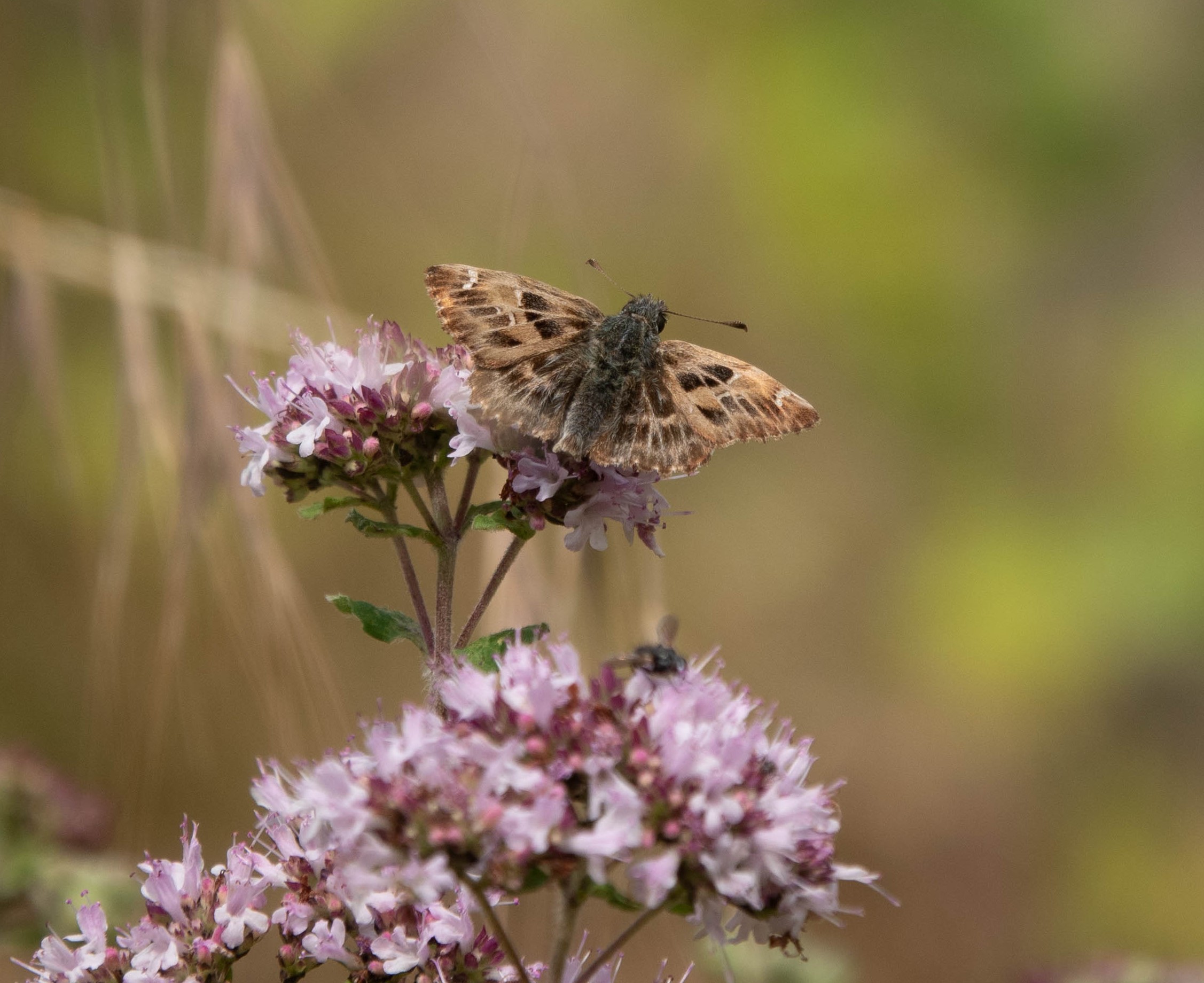 Bruine vlinder op paarse bloemen tegen een wazige, groene achtergrond.