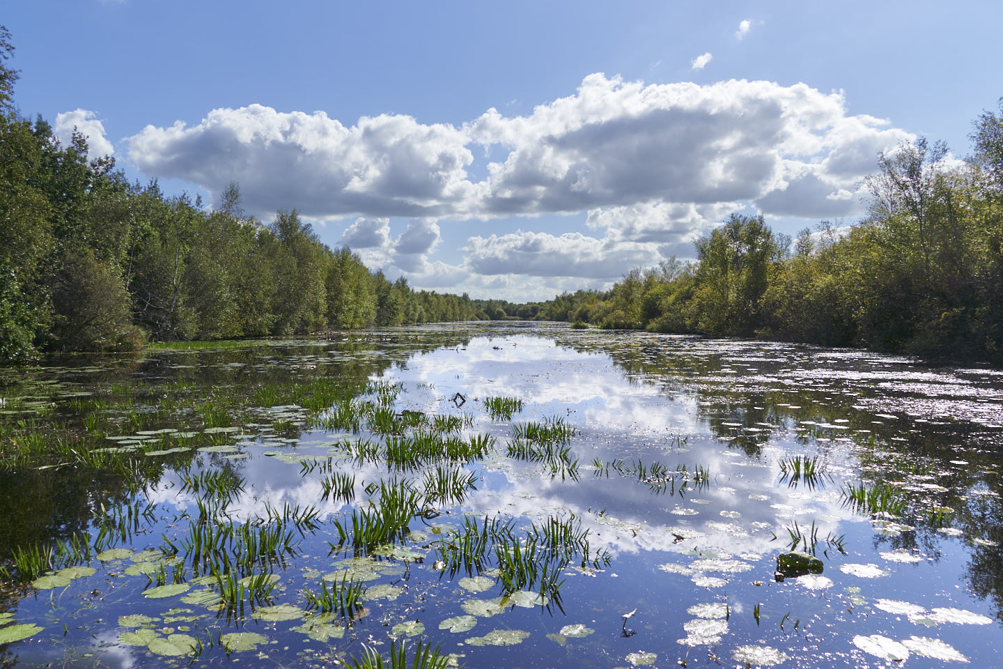 Bosrijk landschap met een rivier vol waterplanten, weerspiegelende wolken en bomen onder een blauwe hemel.