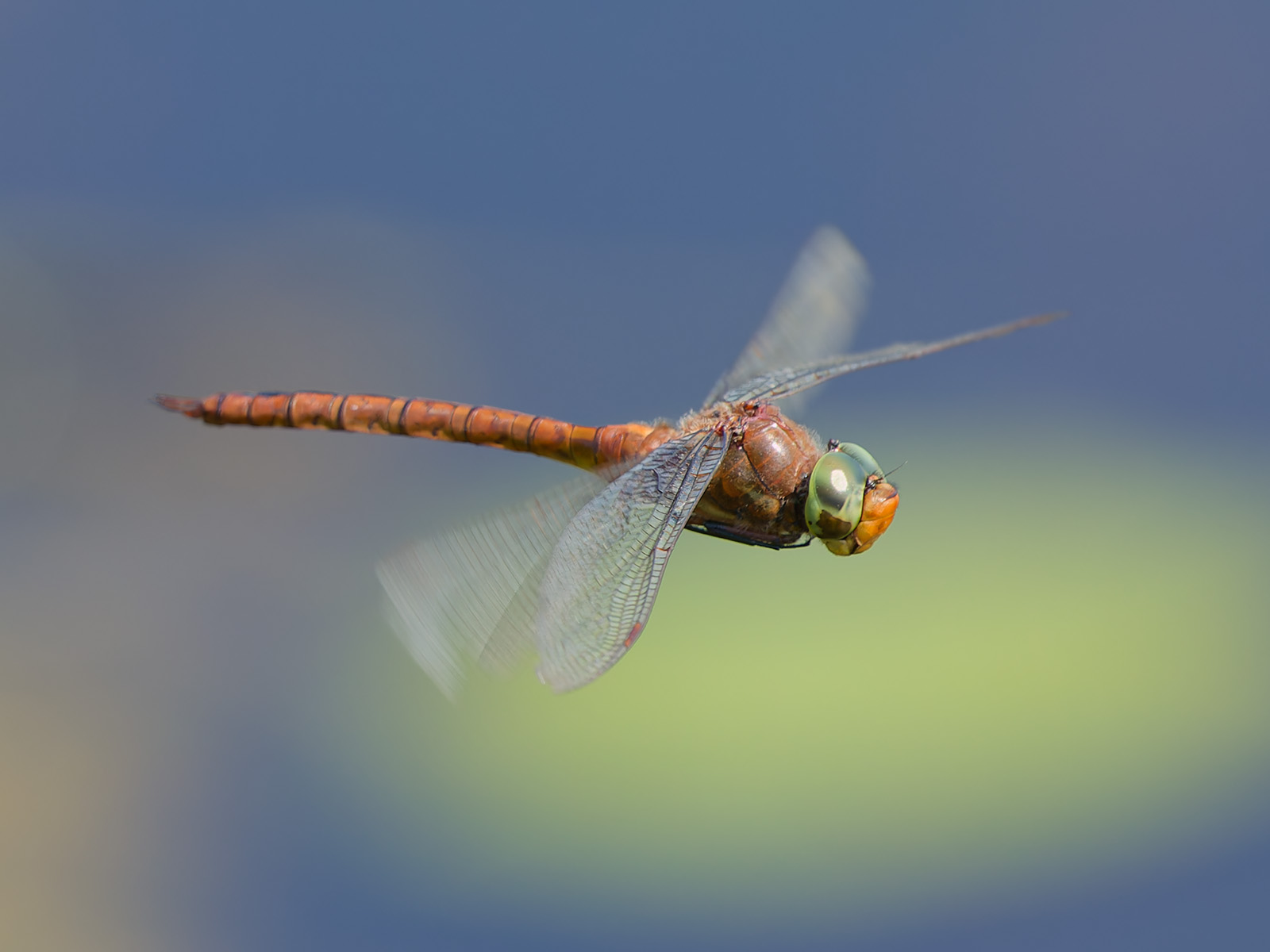 Een libel met doorschijnende vleugels vliegt tegen een wazige, natuurlijke achtergrond.