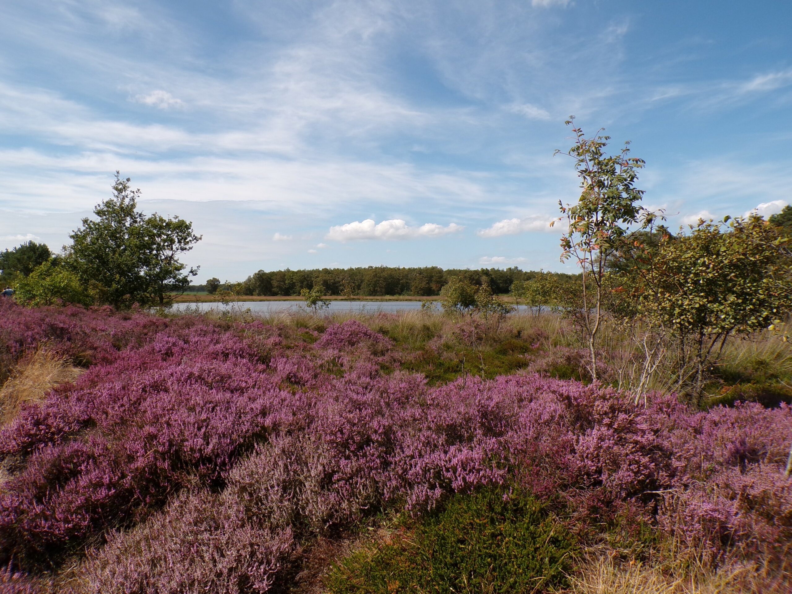 Paarse heidevelden met bomen en blauwe lucht bij een meer op de achtergrond.