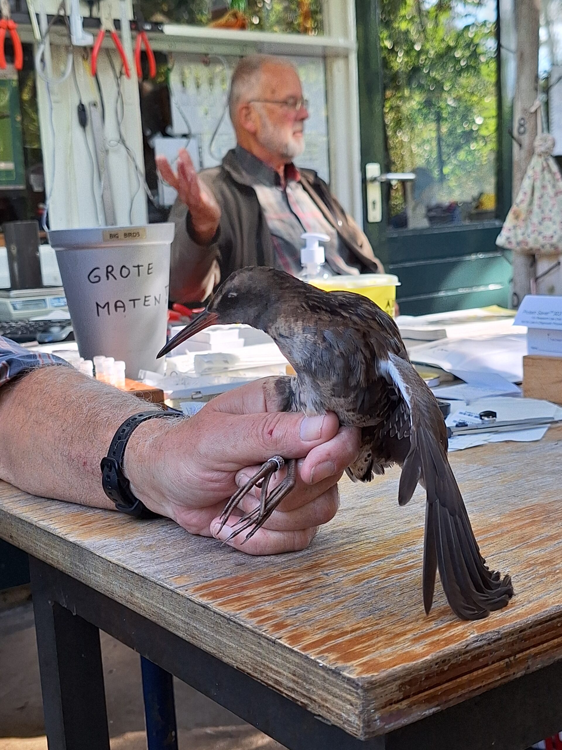 Een persoon houdt een geringde vogel vast op een tafel; op de achtergrond een pot met 'grote maten'.
