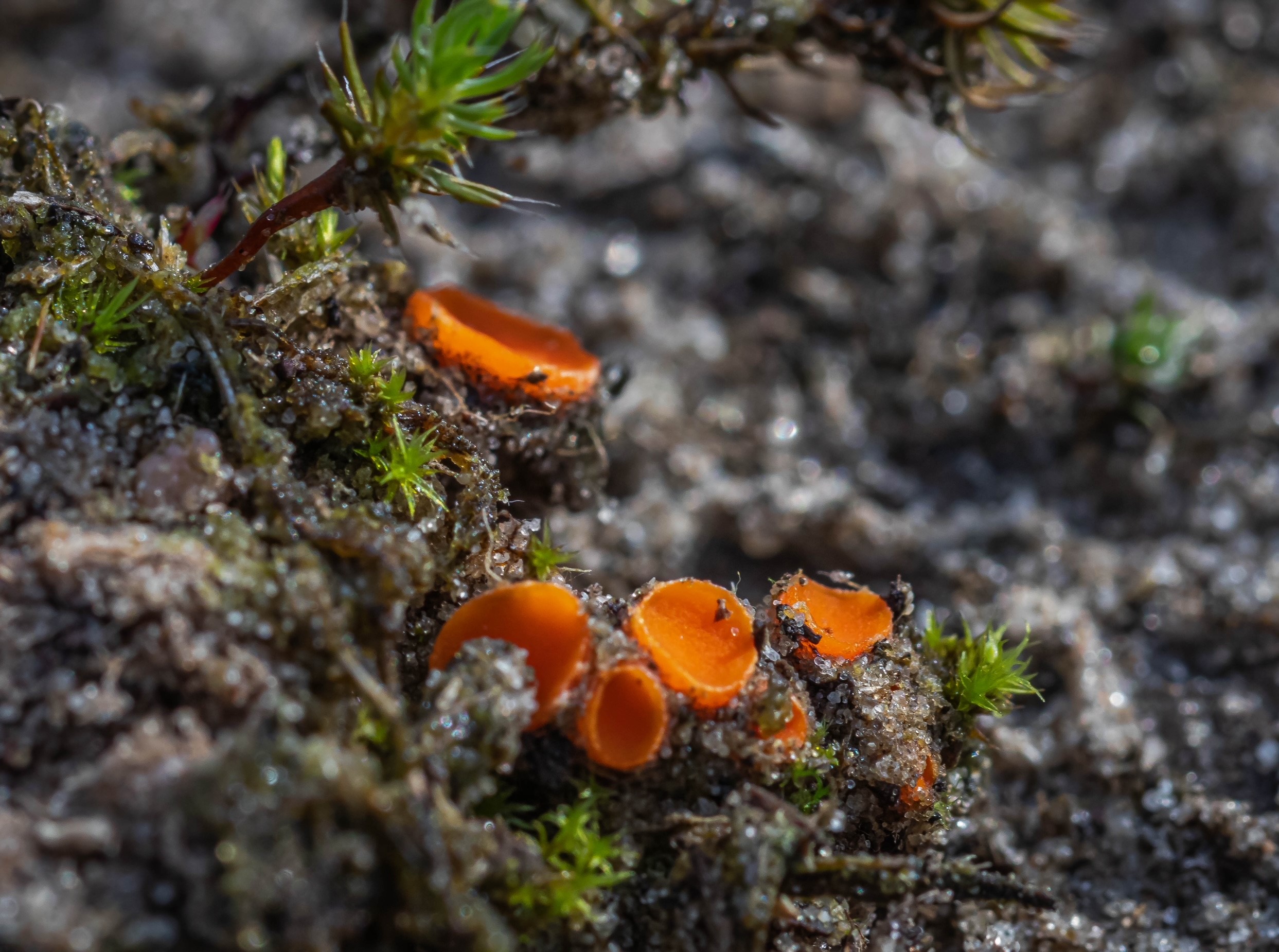 Fel oranje paddenstoelen groeien tussen mos en aarde in een natuurlijke omgeving.
