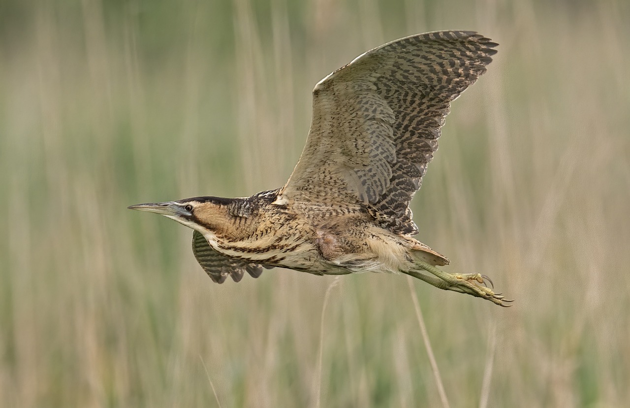 Een rietvogel in vlucht boven een wazige groene achtergrond.