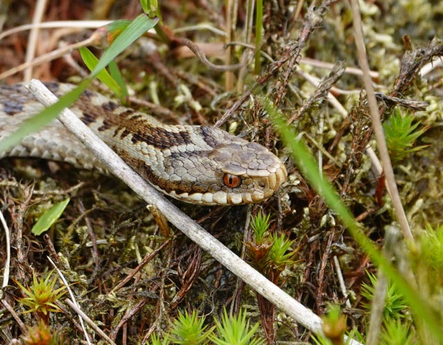 Een slang met een patroon ligt tussen het mos en gras, deels verborgen in de natuurlijke omgeving.