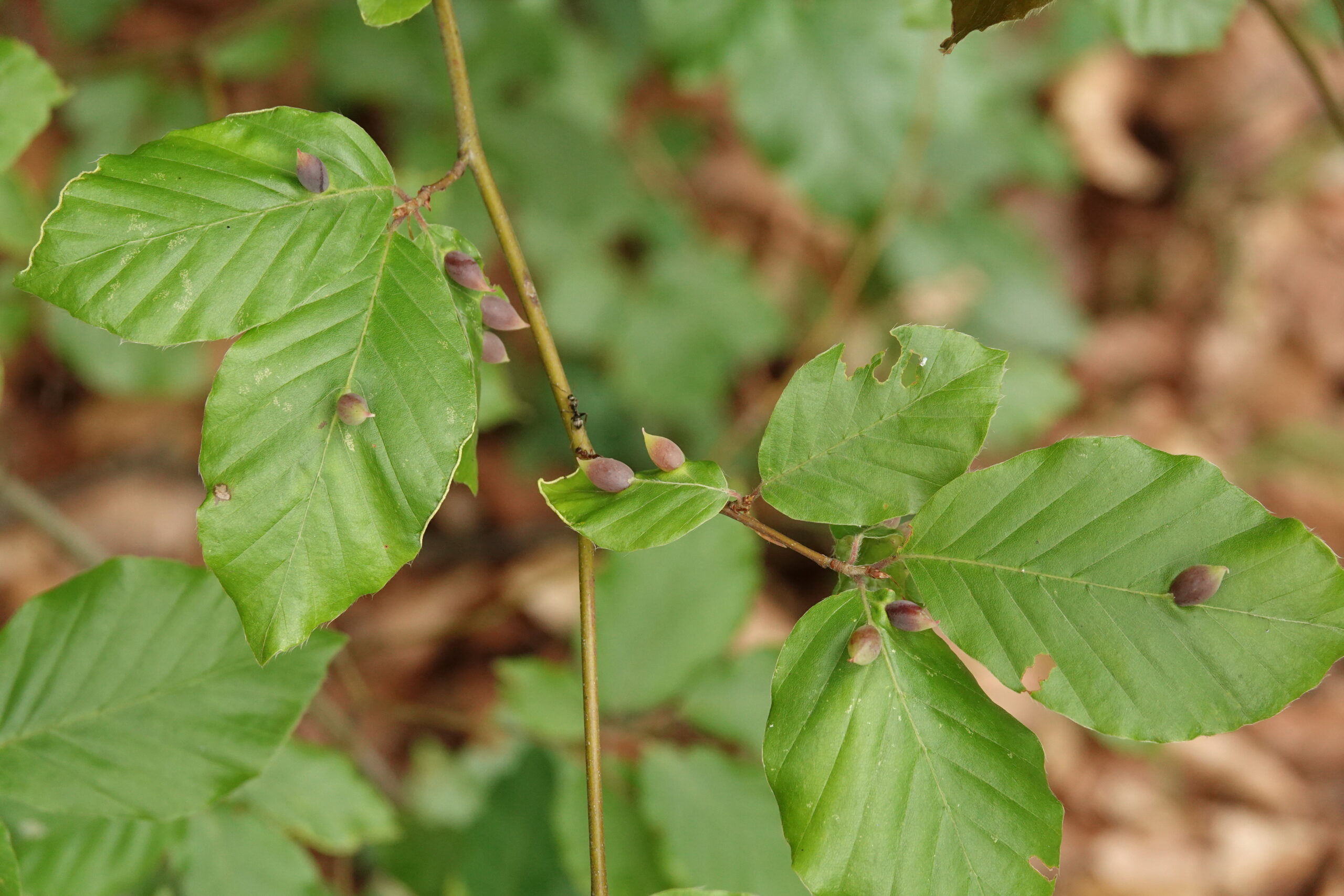 Takken met groene bladeren en paarse gallen in een bosrijke omgeving.