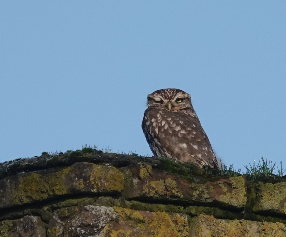 Uil zit op met mos begroeide stenen muur tegen blauwe lucht. Eén oog is dicht.