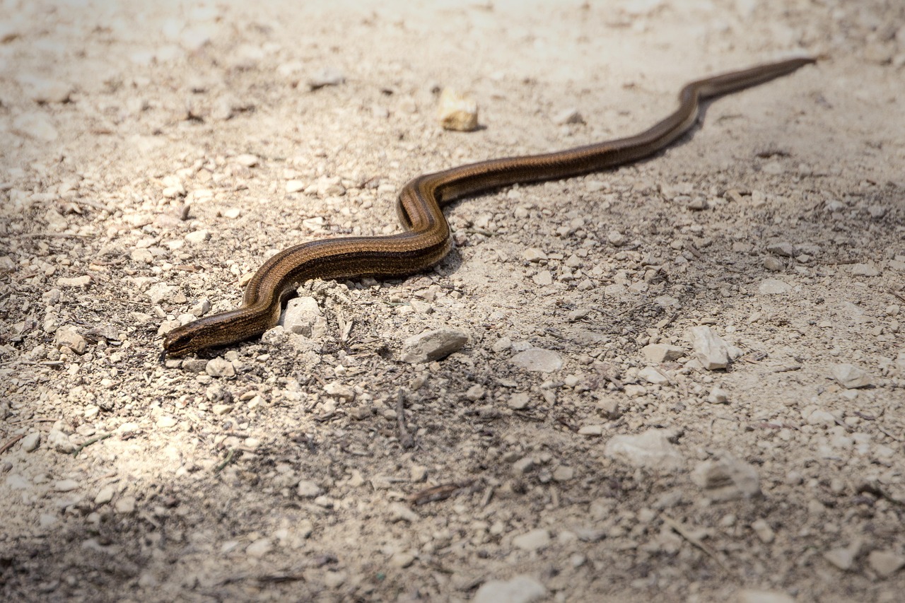 Bruine slang kronkelt over een stoffige, rotsachtige grond in de zon.