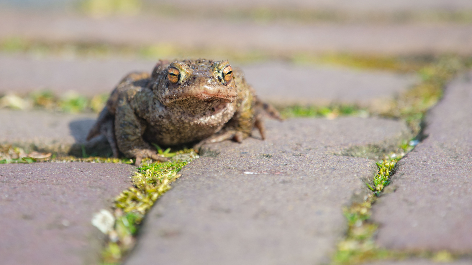 Pad met groene mos tussen stenen, met een pad in focus op de voorgrond.
