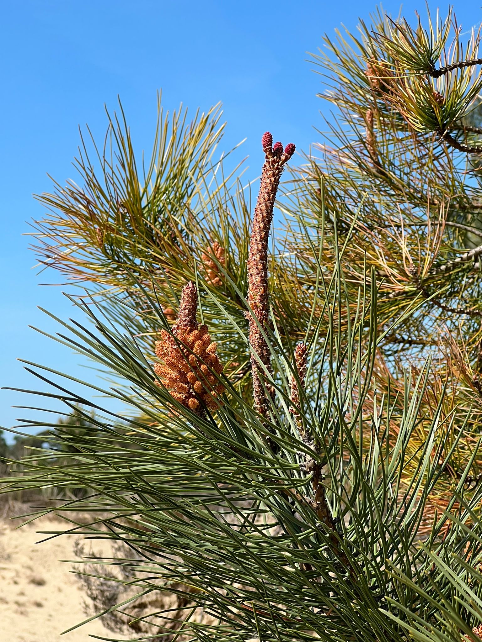 Naaldboomtak met jonge, bruine kegels tegen een blauwe lucht.