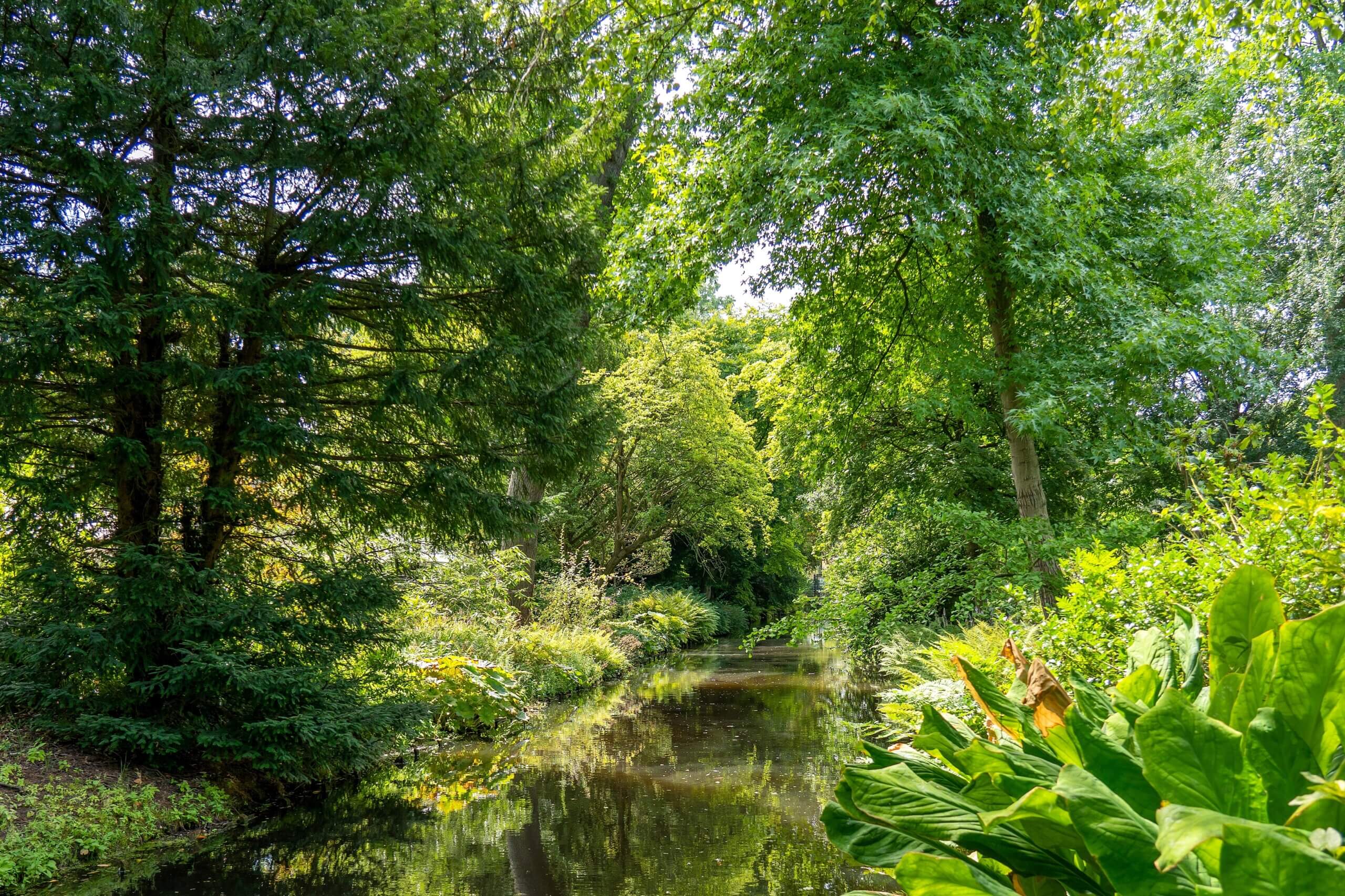 Weelderige groene bomen en planten omringen een rustig beekje in een bosrijke omgeving.