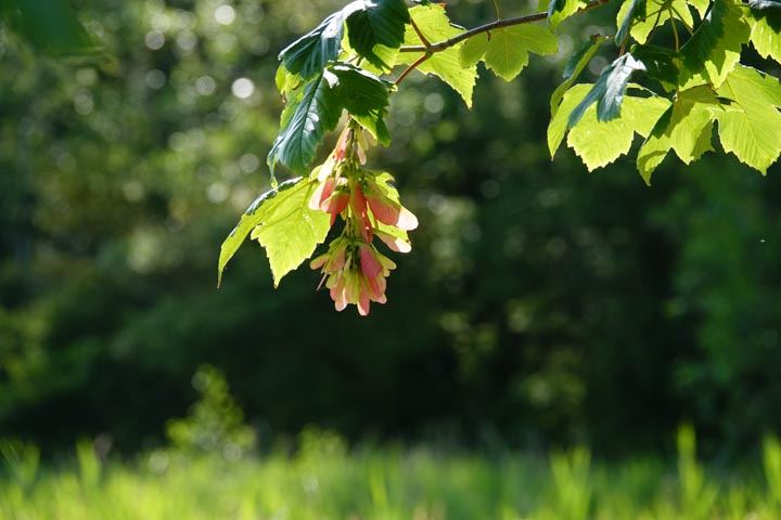 Tak met groen blad en roze zaadjes tegen een onscherpe, groene achtergrond in de natuur.