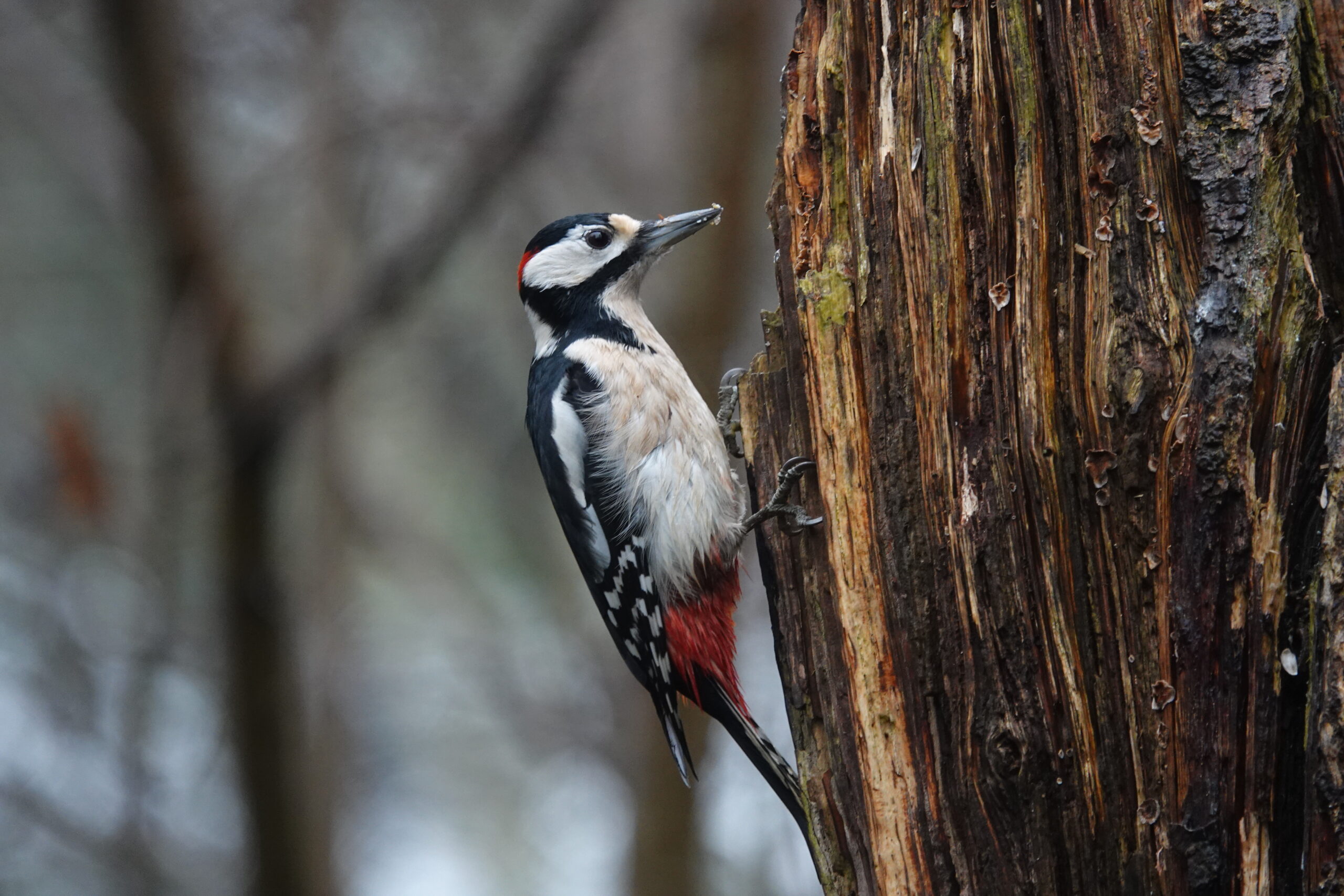Grote bonte specht op boomschors met rood, zwart en wit verenkleed in een bosachtige omgeving.